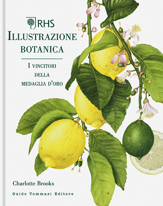 Illustrazione botanica
