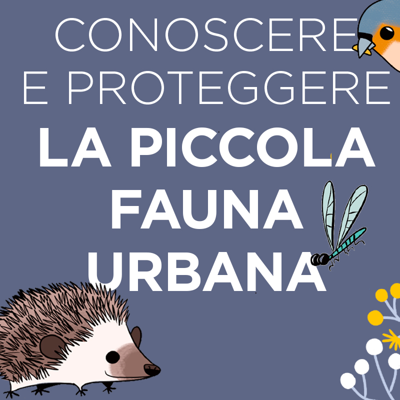 piccola fauna urbana