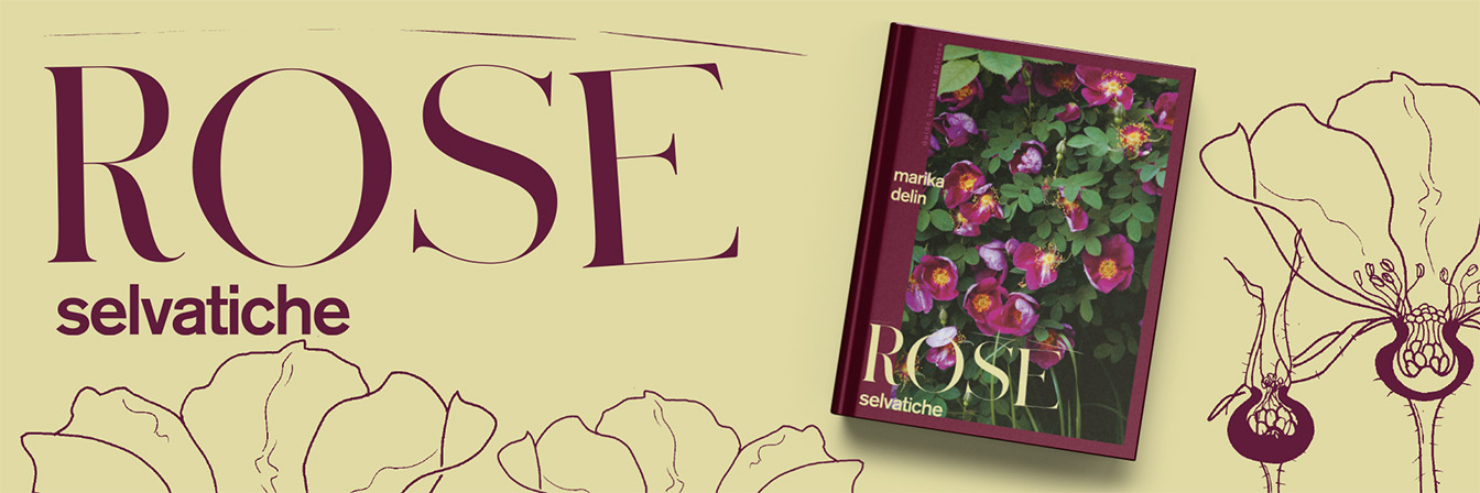 Rose Selvatiche