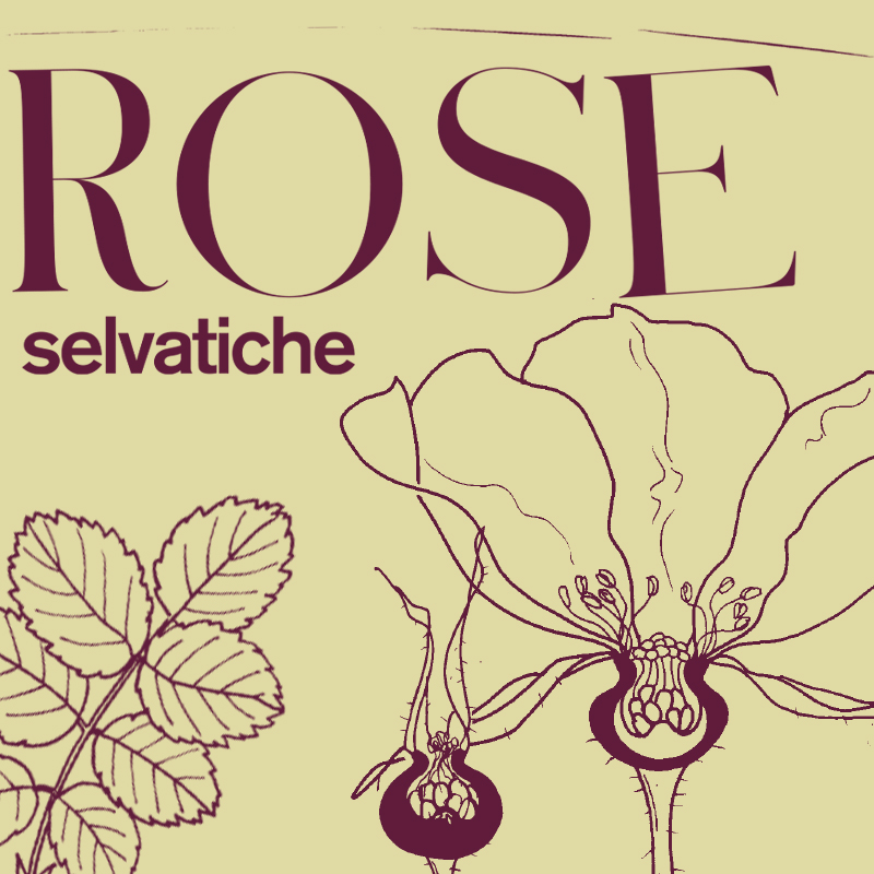 Rose Selvatiche